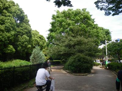 都道赤坂杉並線 代々木公園
